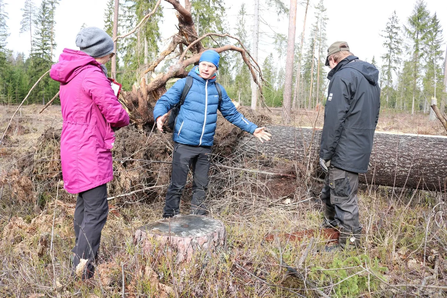 Levo Tohva (keskel) näitab Malle Orasele ja Ülo Leitule, milline oli kuklasepesa, mille seemnepuu murdudes pooleks lõikas.