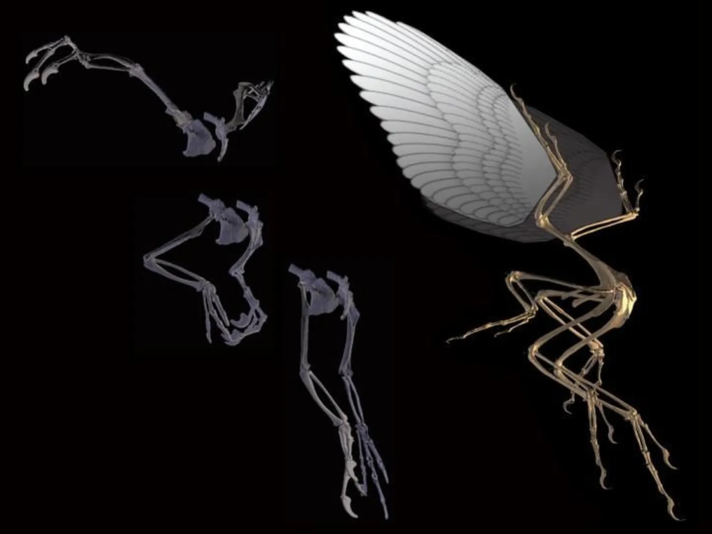 Ürgsete sisalike digitaliseerimine loob uued võimalused nende evolutsioonilise arenemise uurimiseks ja paleontoloogia-alaseks haridustööks.