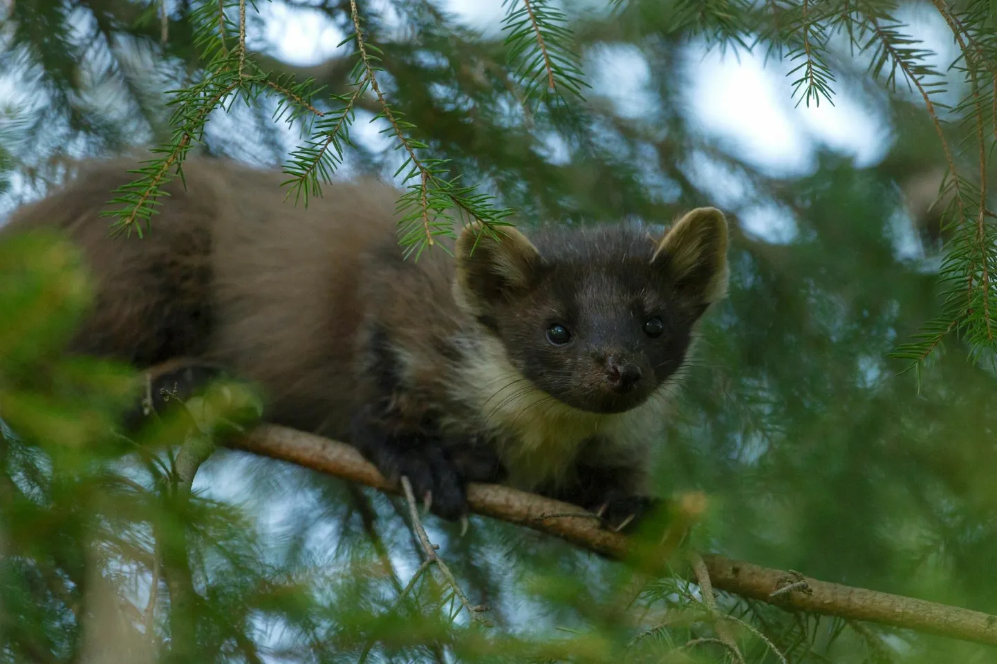 Loodusfotovõistlusel Vereta Jaht tõi foto metsnugisest 2022. aastal Ingmar Muusikusele žürii eriauhinna.