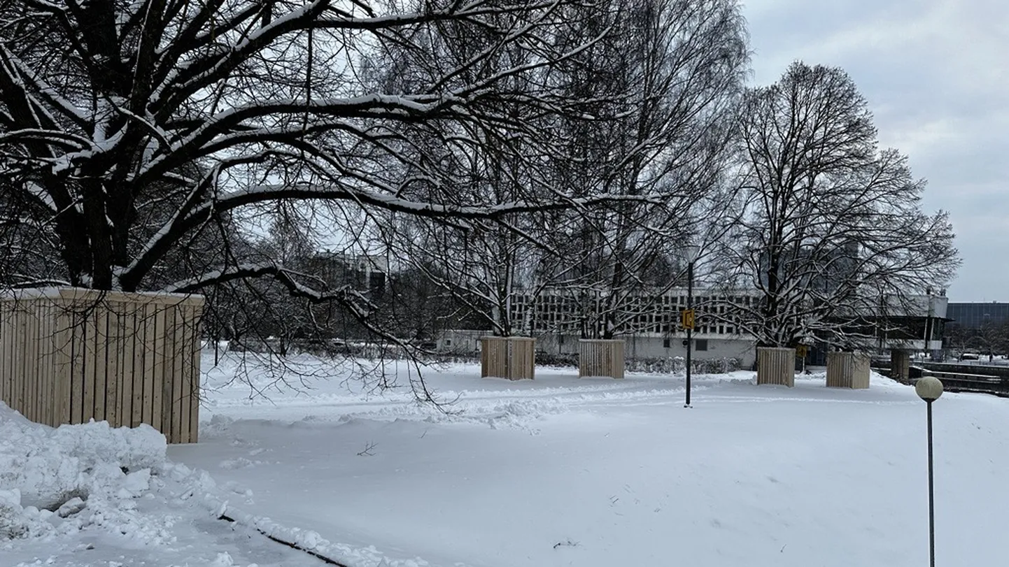 Emajõe vasakkaldale on ehitatud puude ümber kastid, et kaldapromenaadi ehitustööde ajal puid kaitsta.