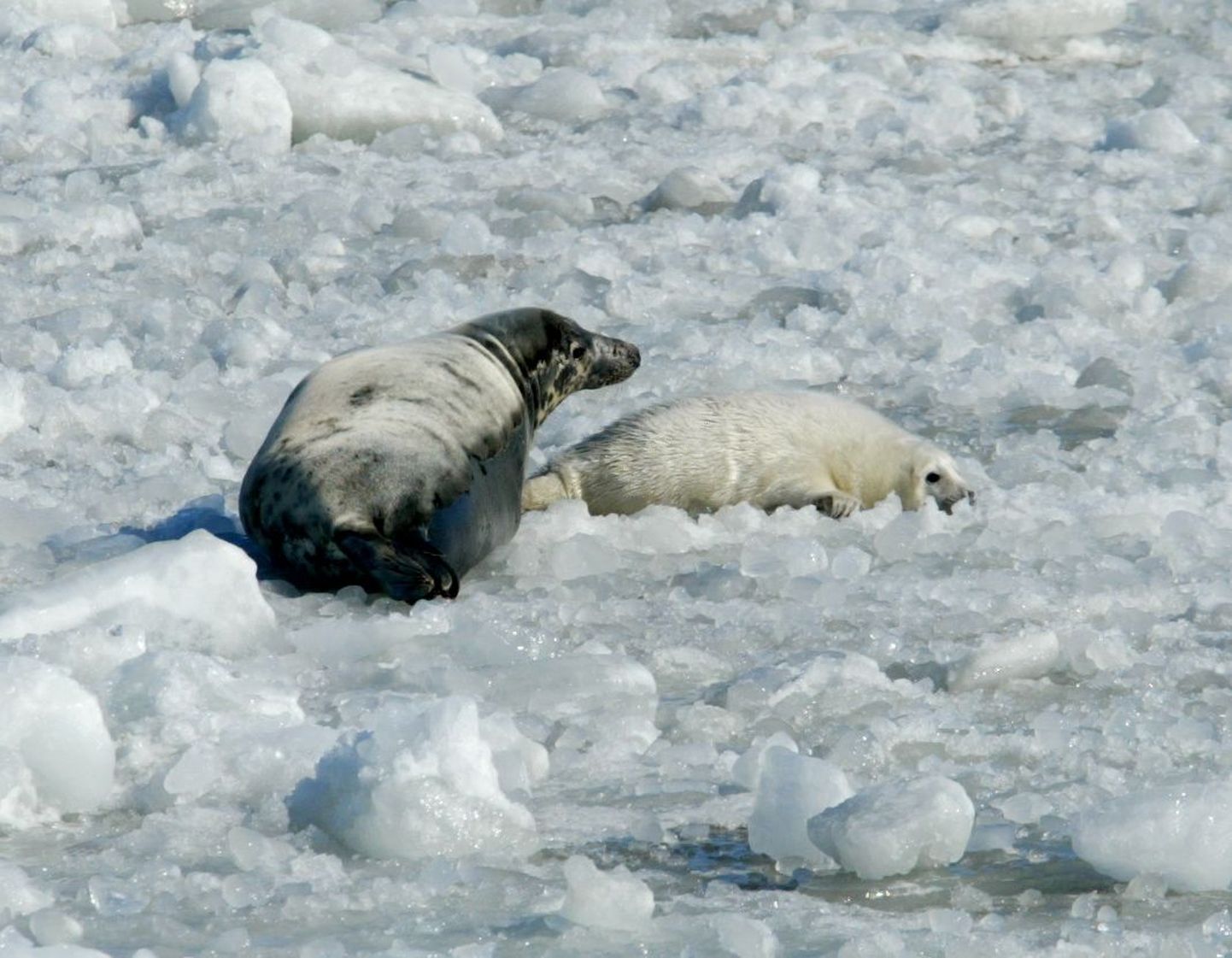 Серый тюлень с  малышом, иллюстративное фото.