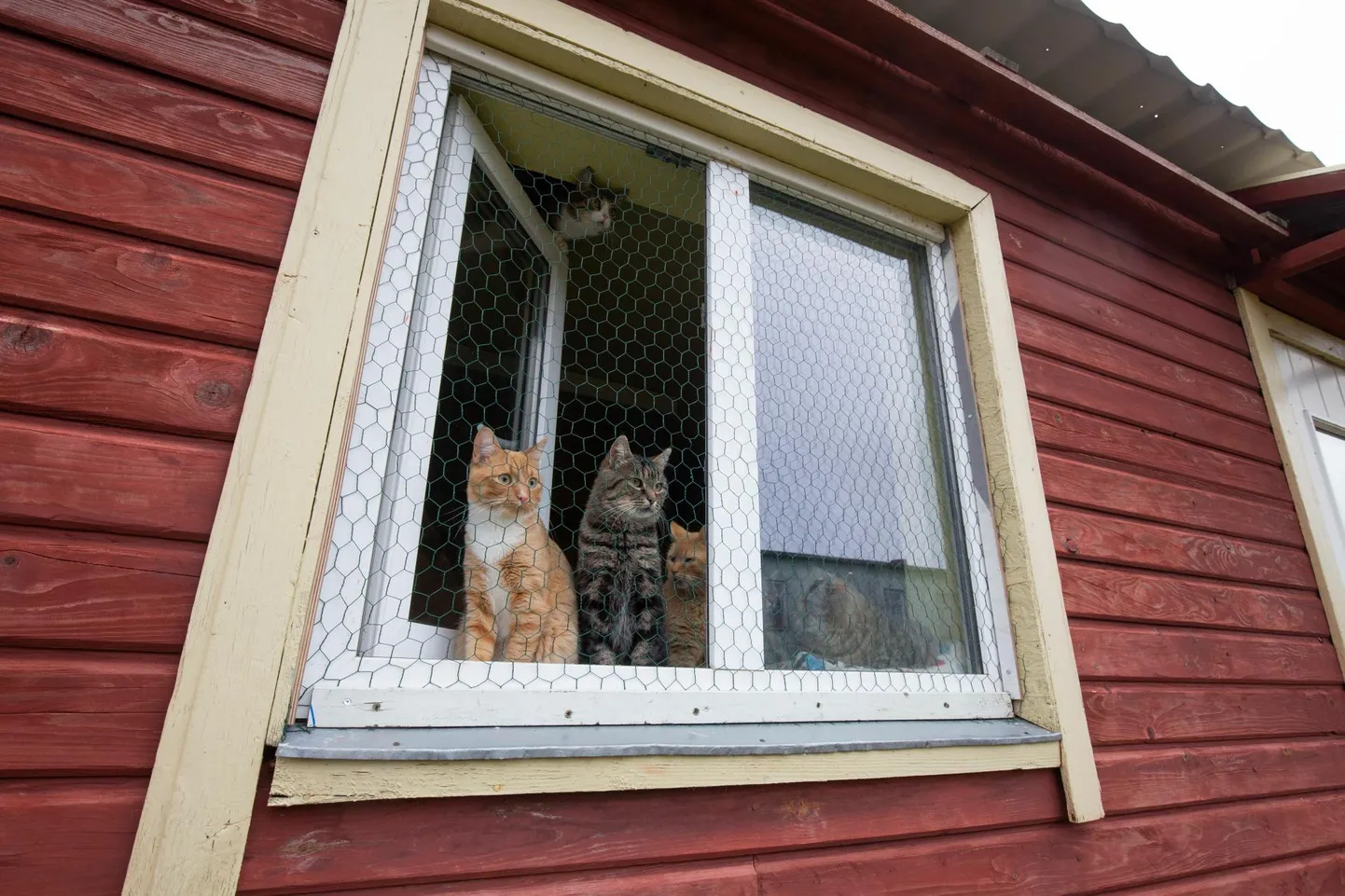 Viljandi varjupaiga kassid ootavad kannatamatult ehituse algust.