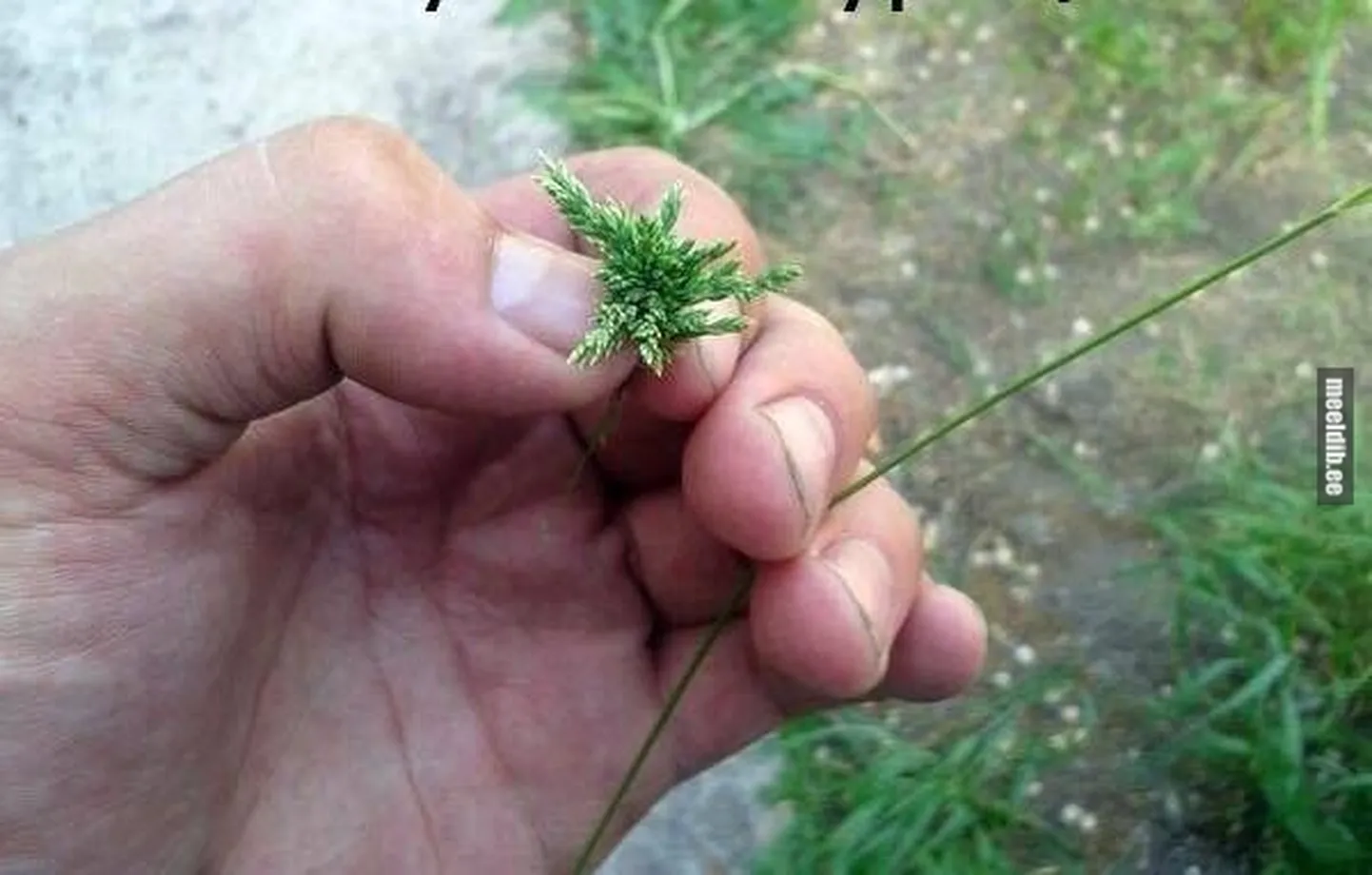 Artikli foto