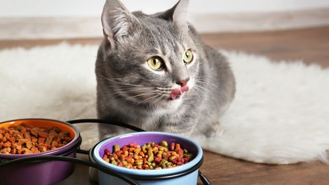 Loomaarst vastab: miks kassi söögieelistused järsku muutusid?
