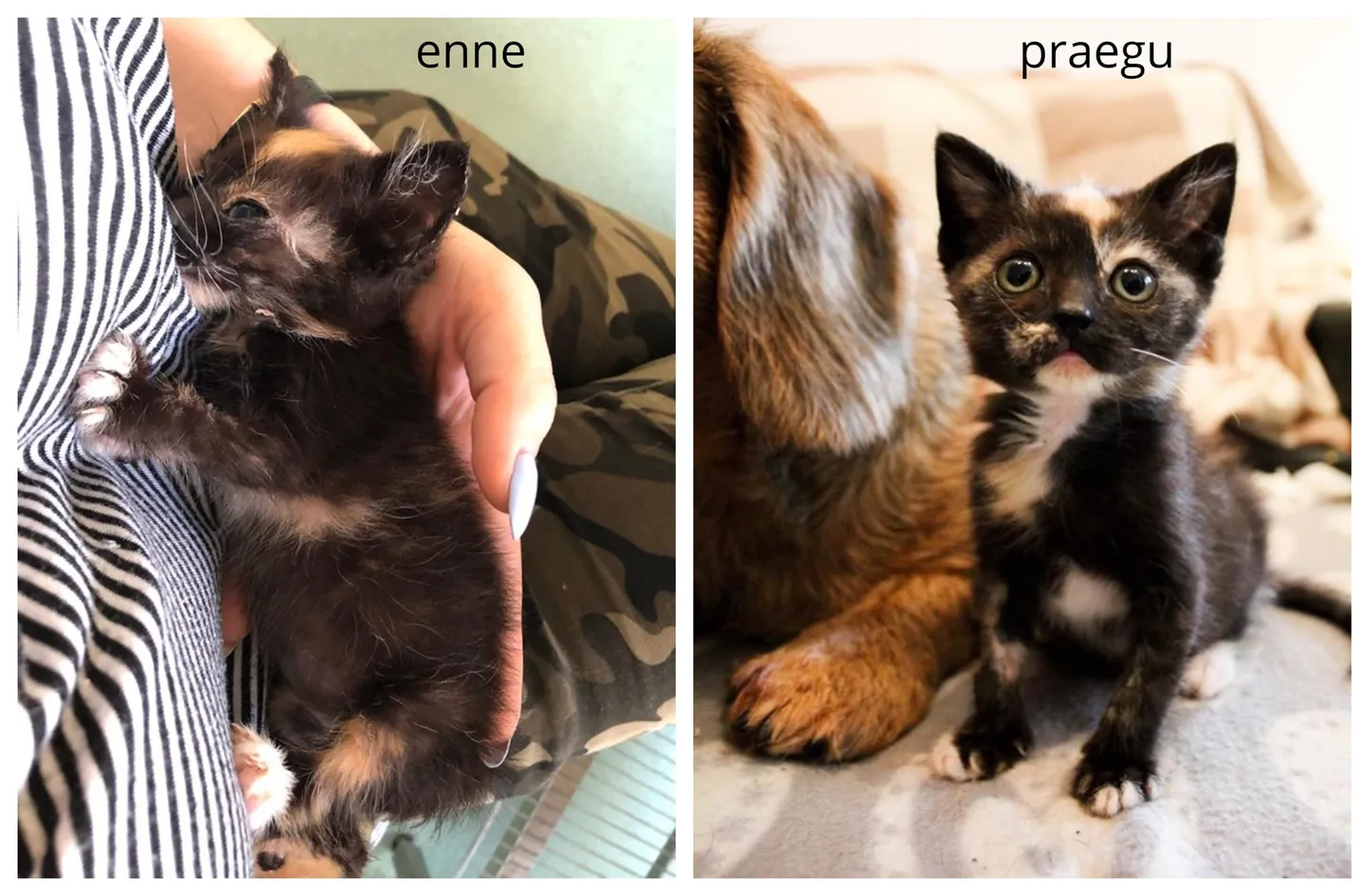 Kertu enne ja praegu.