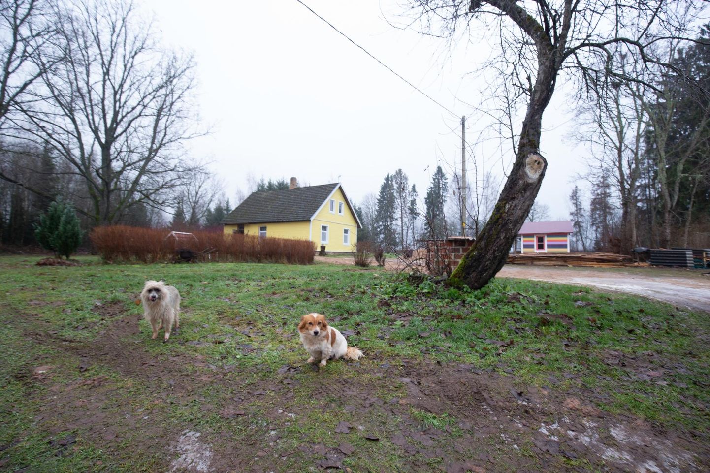 Rootslasi petnud ettevõte Bolagsupplysningen on Krediidiinfo andmetel registreeritud Mulgimaale Pärsi külla. Sealses majapidamises tervitasid ajakirjanikku kaks sõbralikku koera.