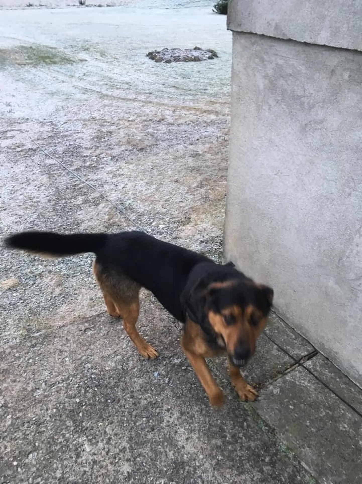 Artikli foto