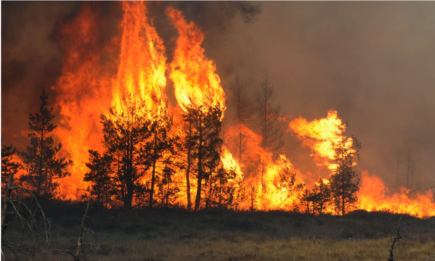 30. juuli seisuga oli juulikuus päästeametit teavitatud 166 korral metsa-või maastikutulekahjust.