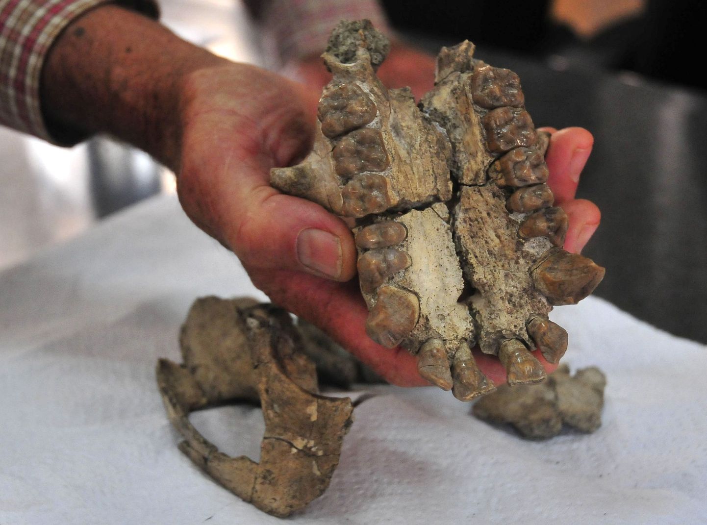 Ugandast Karamojast leitud 20 miljoni aasta vanune ahvi koljufossiil