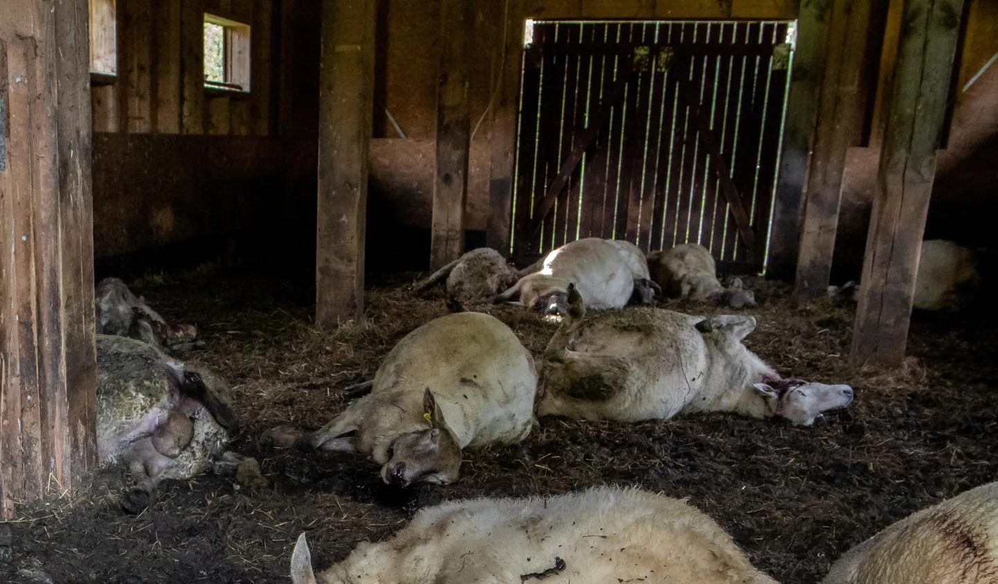 Teisipäeva õhtul pandi tosin lambakorjust kärule, kuna järele tuldi neile alles neljapäeval.