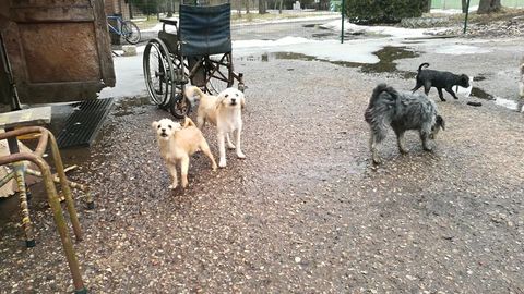 Eesti loomakaitsjad leidsid Raplamaa vanaproua juurest viiekümnepealise koertekarja