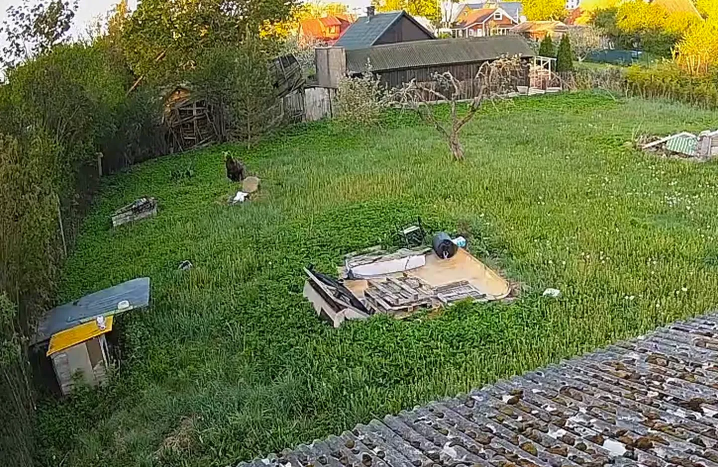 Karu Tapa linnas.