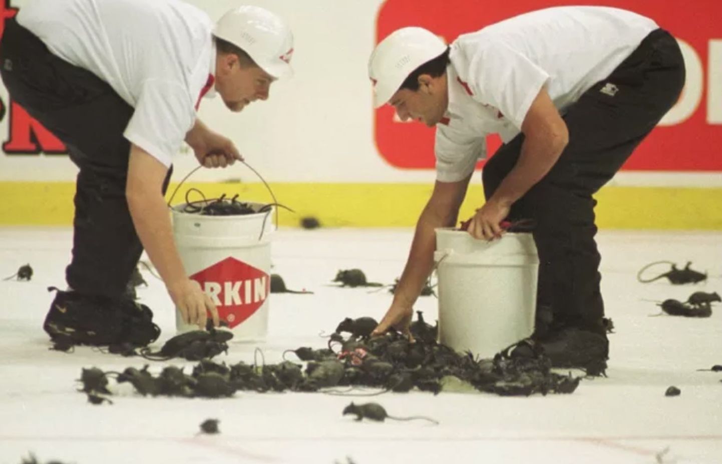 Сотрудники ледового холла собирают разброшенных на льду крыс