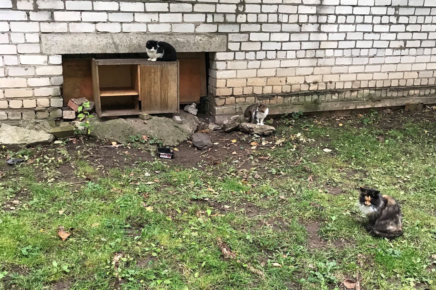 Бездомные кошки обитают во дворе бывшего здания полиции в Нарве.