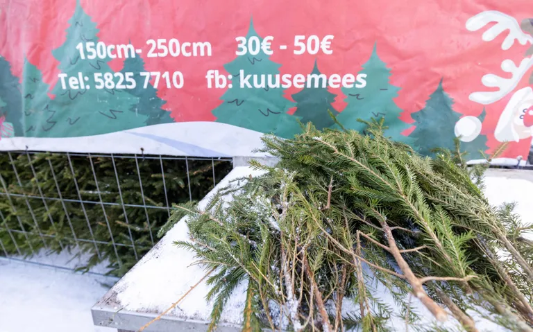 Et jõulud on andmise aeg, jagab Tartu turu ees jõulupuid müüv Urmo Urho soovijatele tasuta kuuseoksi.