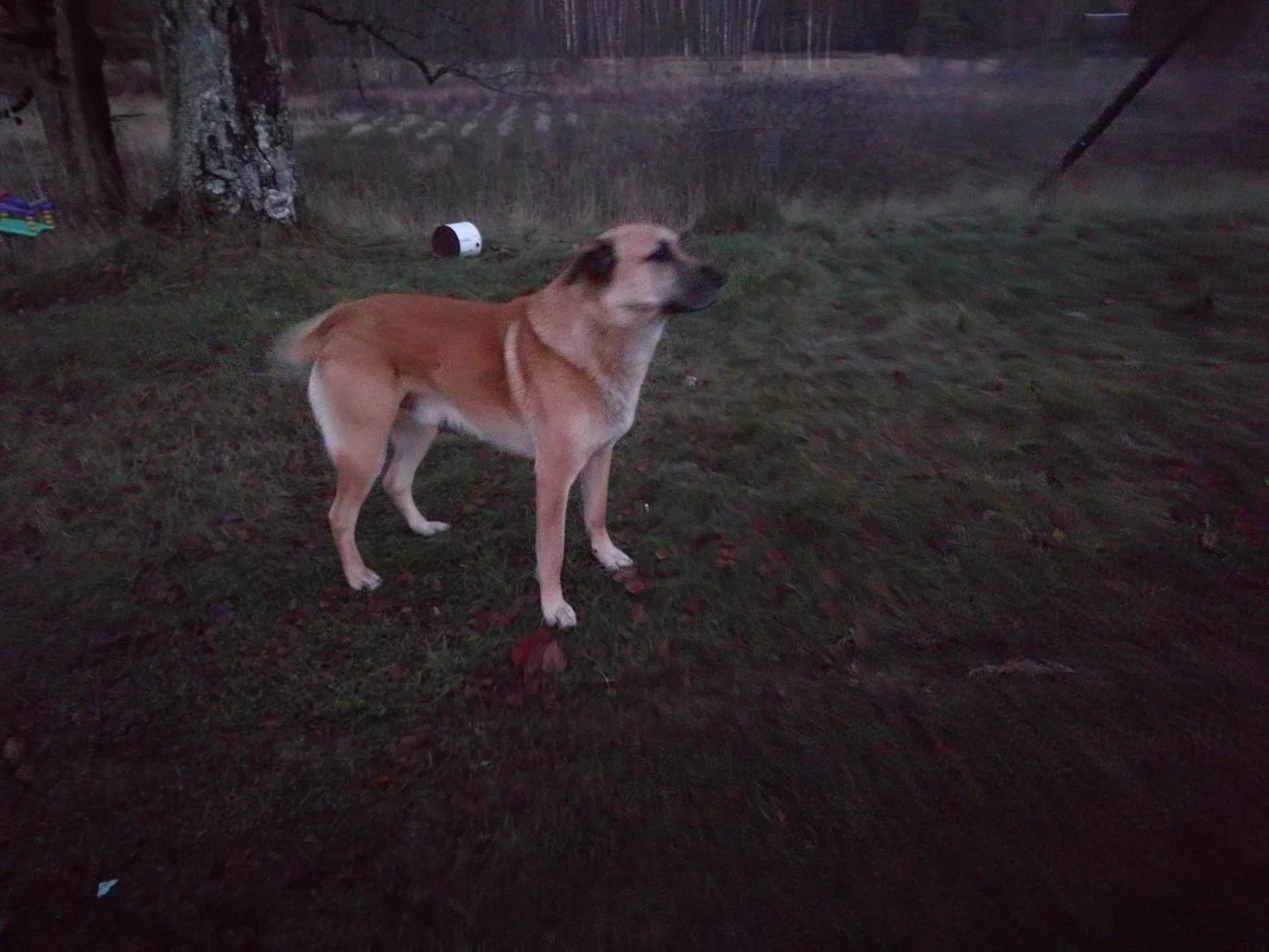 Häädemeeste vallas Soometsa külas metsatalus väidetavalt hüljatud lemmikloomad.