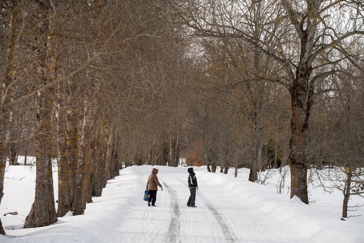 Järva-Madise kiriku juurde viiv allee.
