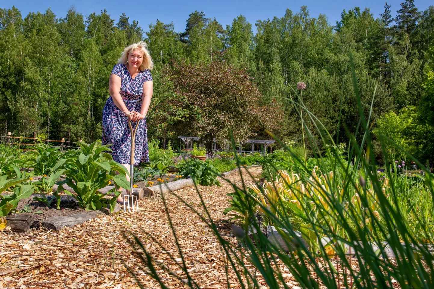 “Aiatööriist peab olema hea, see hark on kerge ja valmistatud Inglismaal,” püsib Tamme talu ürdiaia perenaine Heli Viedehof tööjärjel.