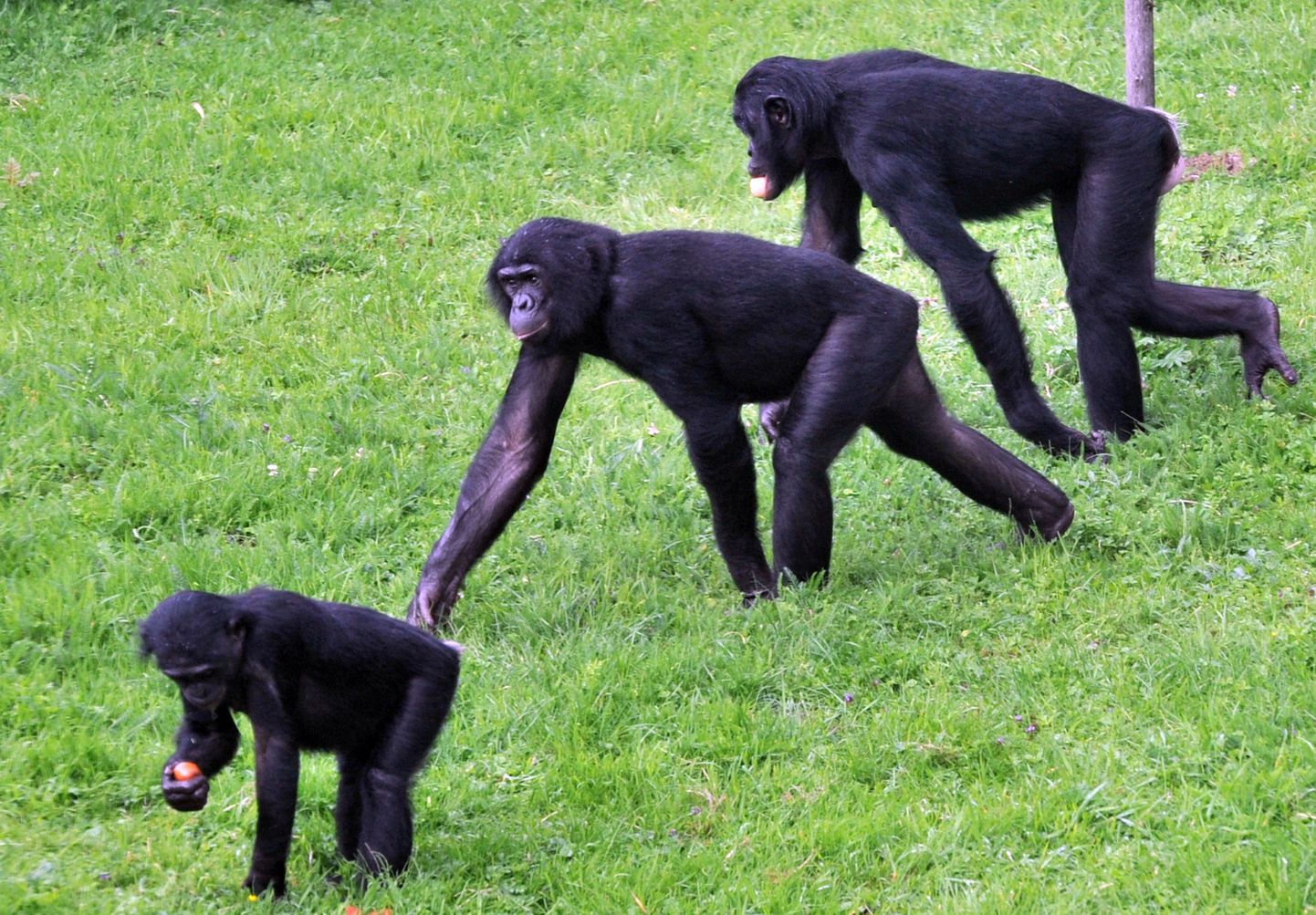 Bonobod.
