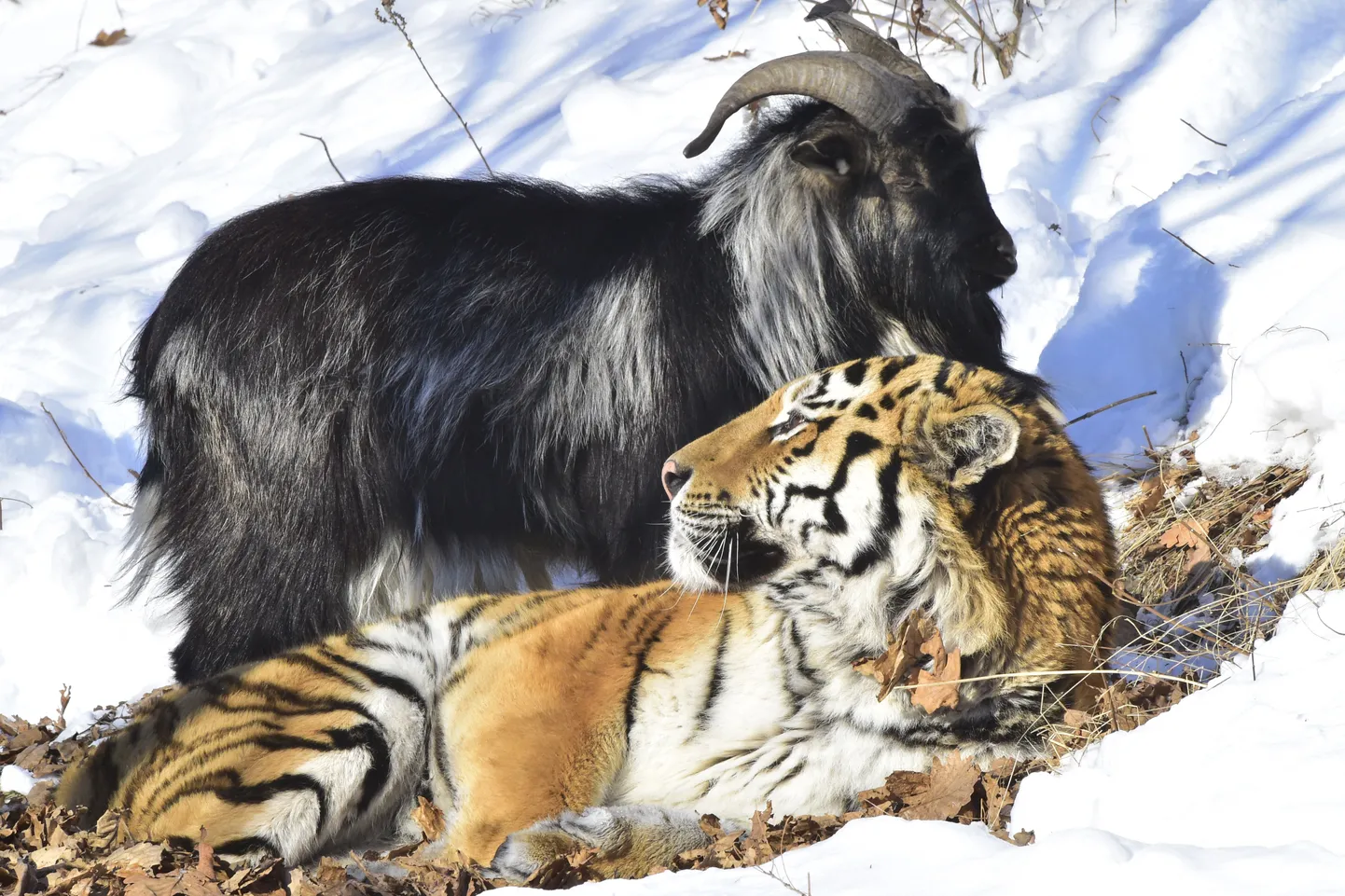 Timur ja Amur