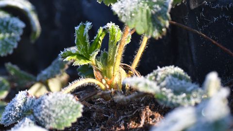 Naktī uz ceturtdienu gaisa temperatūra noslīdēs zem nulles