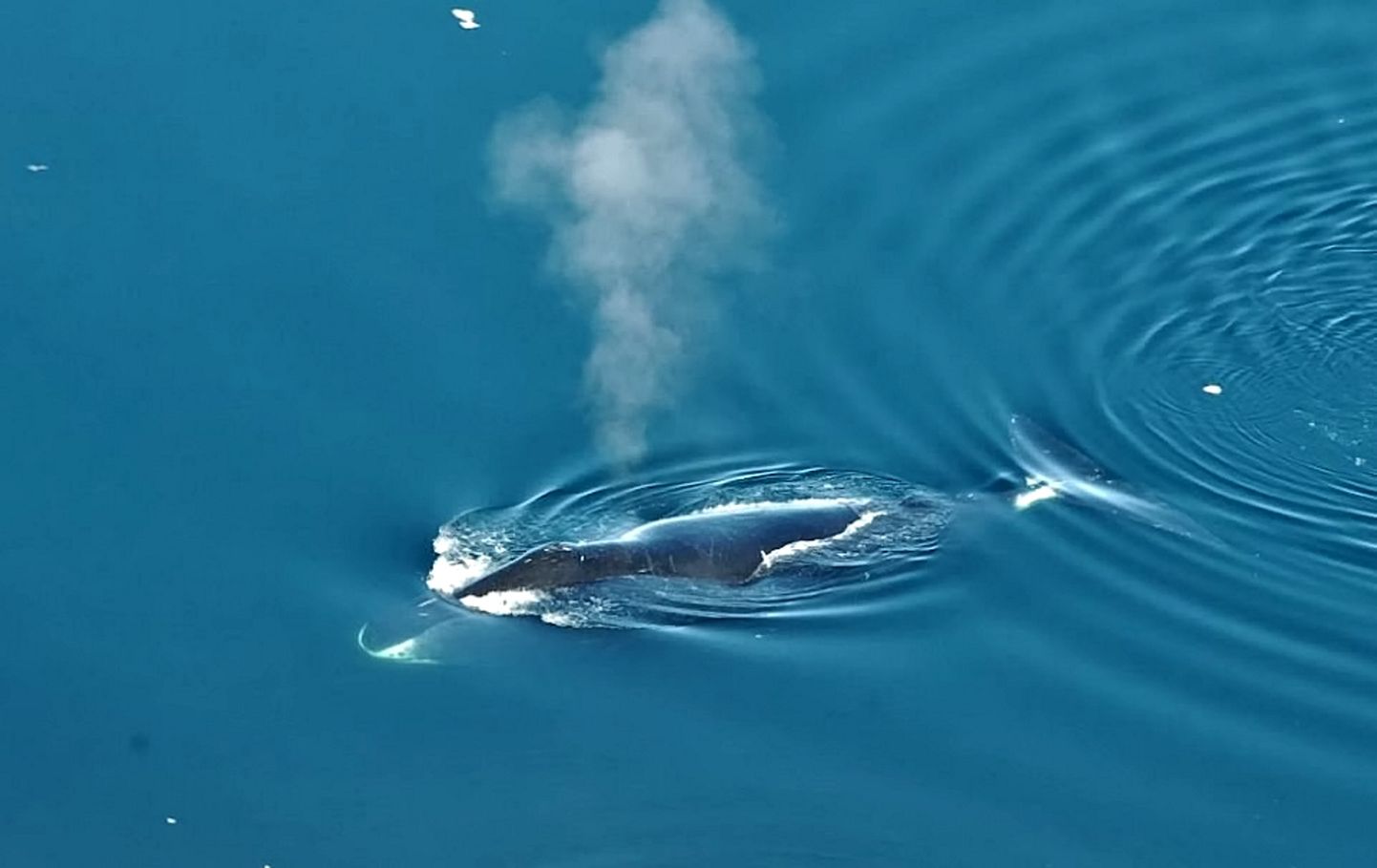 Grööni vaalad laulavad oma kummituslike laule polaaröö pimedused. Pildid on kujutatud Gröönimaa ligidal pinnale hingama tõusnud vaala