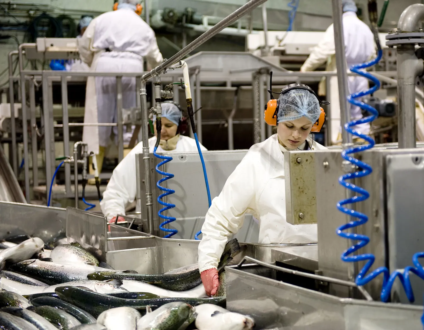 Kalatöötlus Norra lõhetootja Marine Harvest tehases.