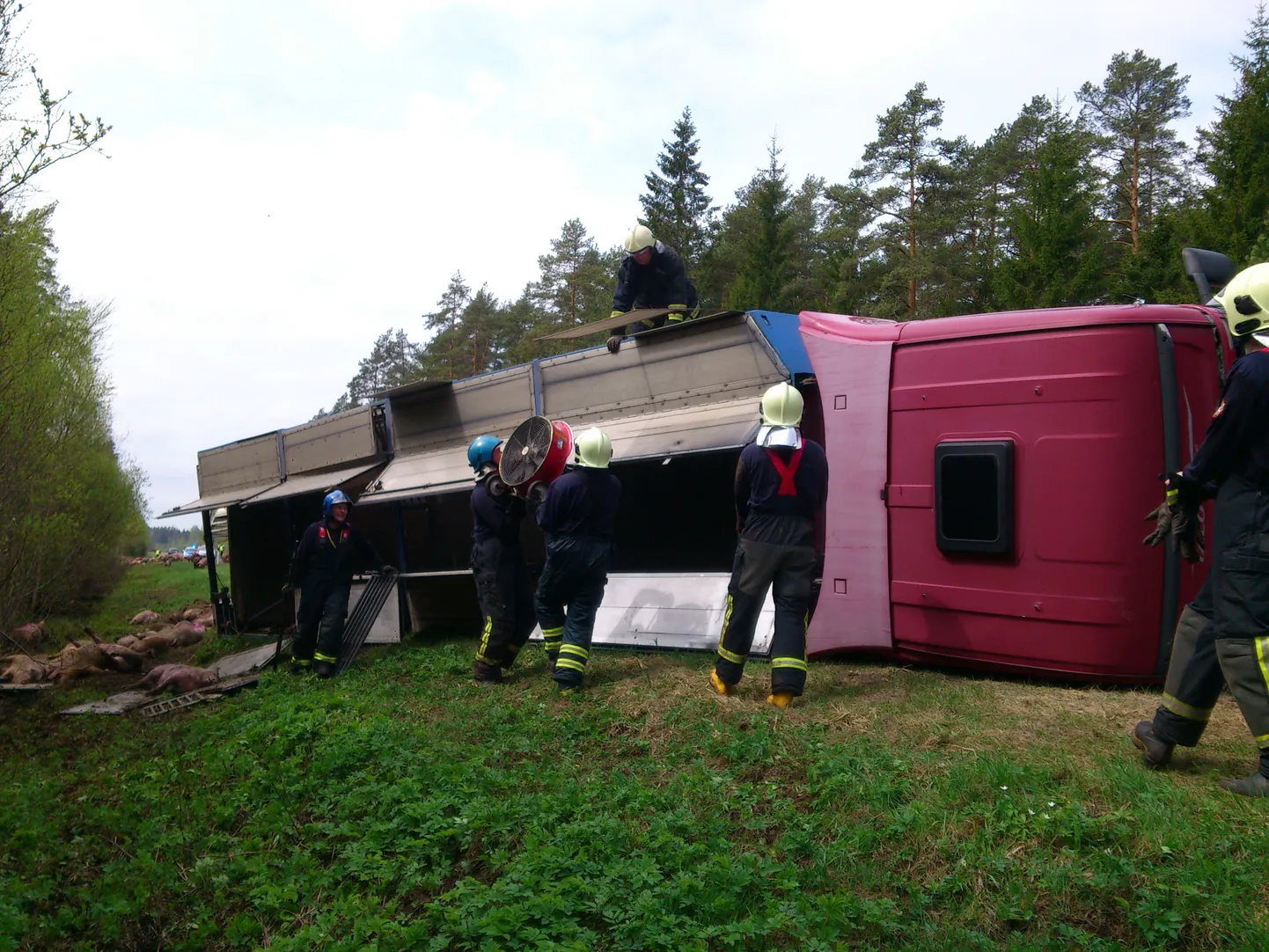 Pärnumaal Kurgjal sõitis kraavi sigu vedanud veok.