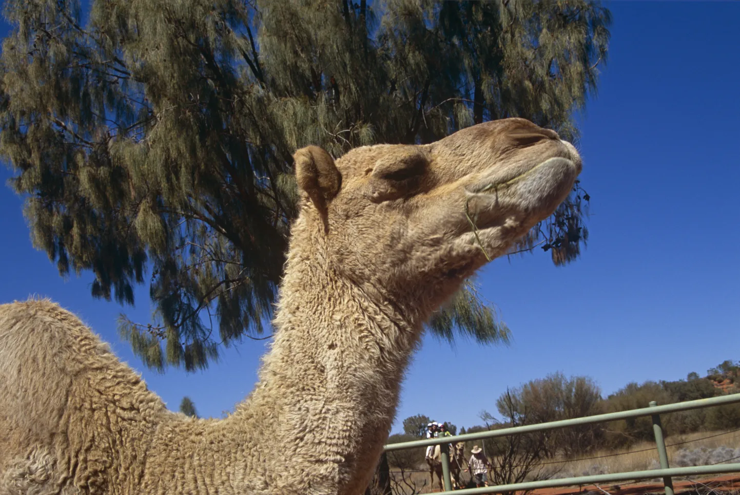 Kaamel Kata Tjuta rahvuspargis Austraalias.