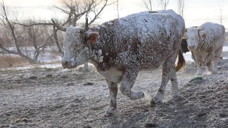 Стадо коров попало в метель в Южной Дакоте