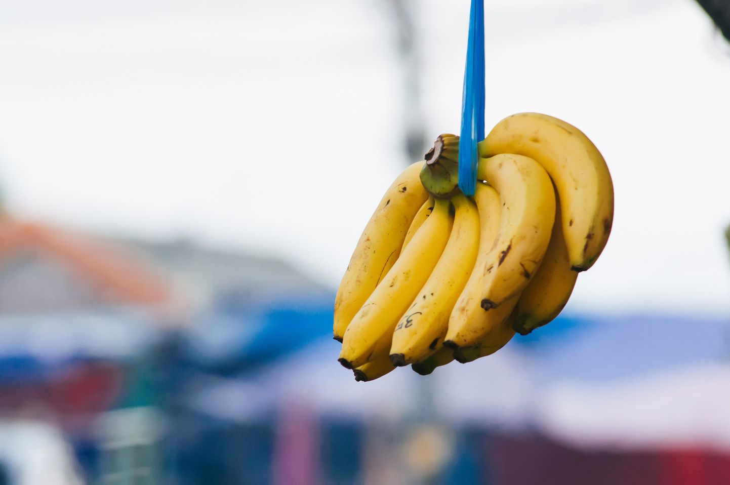 Kavendiša šķirnes banāni. Ilustratīvs attēls.