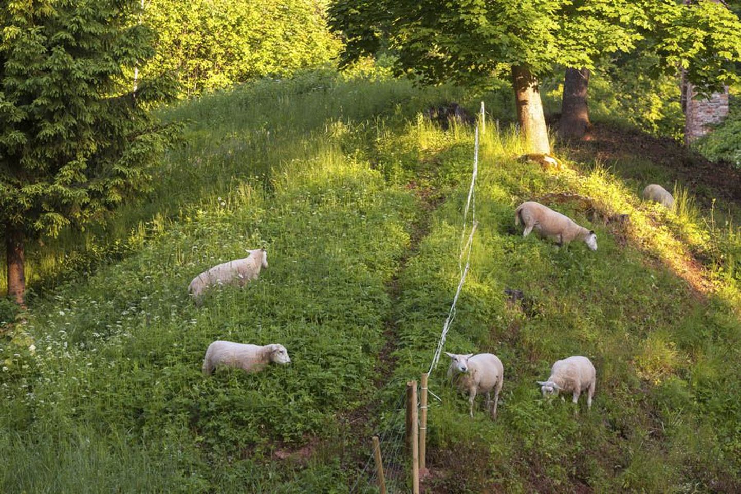 Et koplis kipub lammastel toitu nappima, aga aia taga on kõrget heina tublisti, siis murravad lambad aeg-ajalt võrguga piiratud alast välja.
