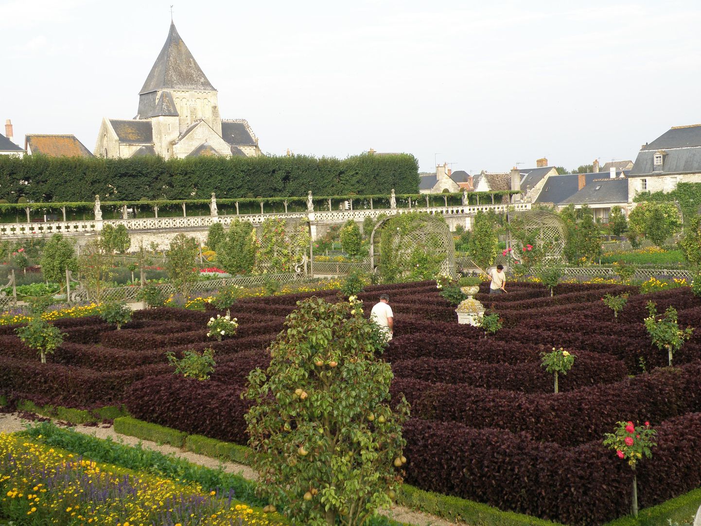 Sellistes mustjaspunastes hekkides püüdis pronks-lutiklill mõne aasta eest pilku Prantsusmaal Villandry lossi köögiviljaaias.