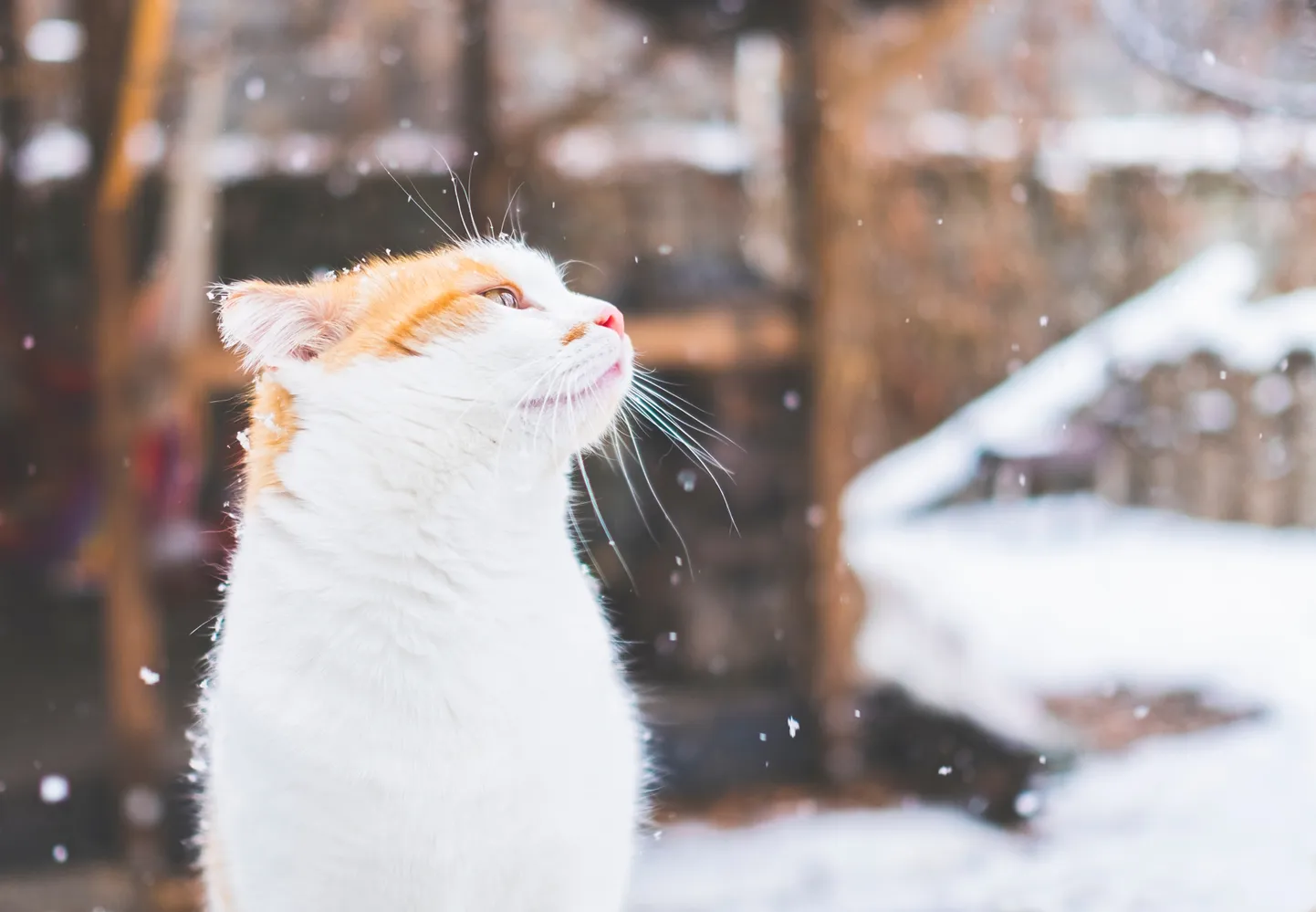 Кот и снег