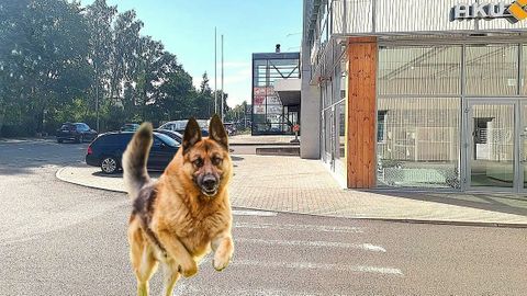 «Koera omanik ei vabandanud, ta lihtsalt ei hoolinud!» Tartlanna koges tänaval hirmutavat olukorda