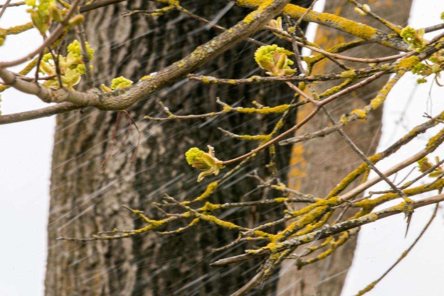 Millal saabub kevad ja puhkevad pungad? FOTO: Dmitri Kotjuh/järva Teataja