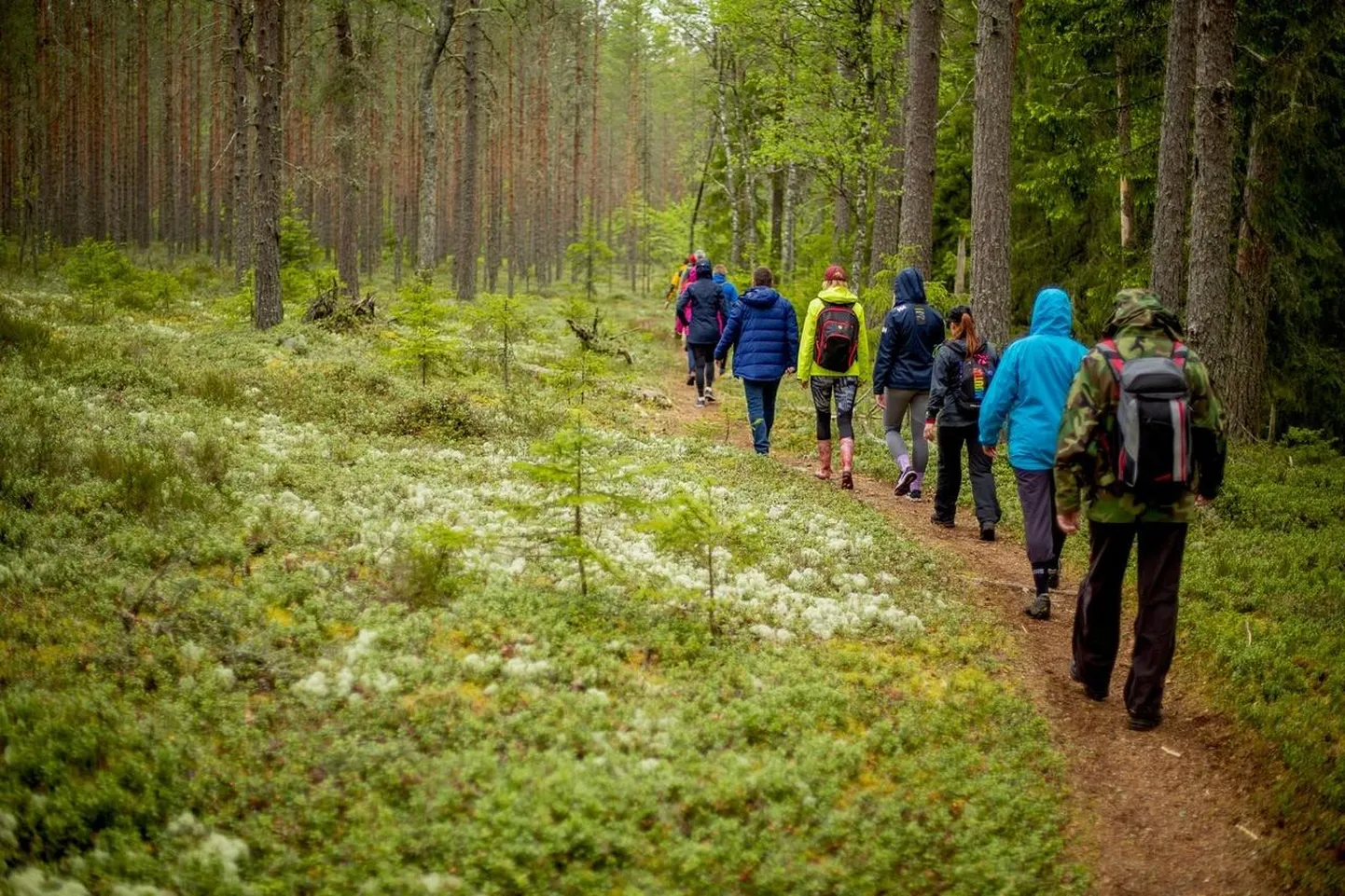 Metsamatk Lahemaa rahvuspargis. Pilt on illustreeriv.