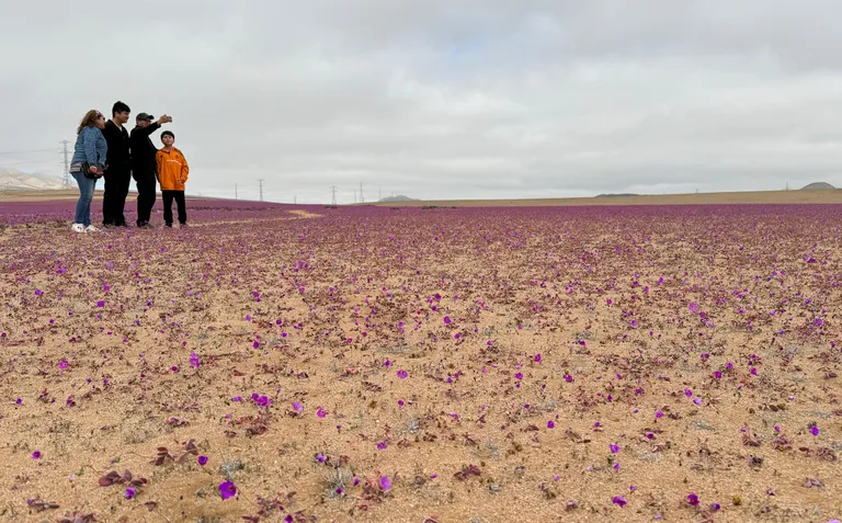 Atacama «õitsev kõrb».