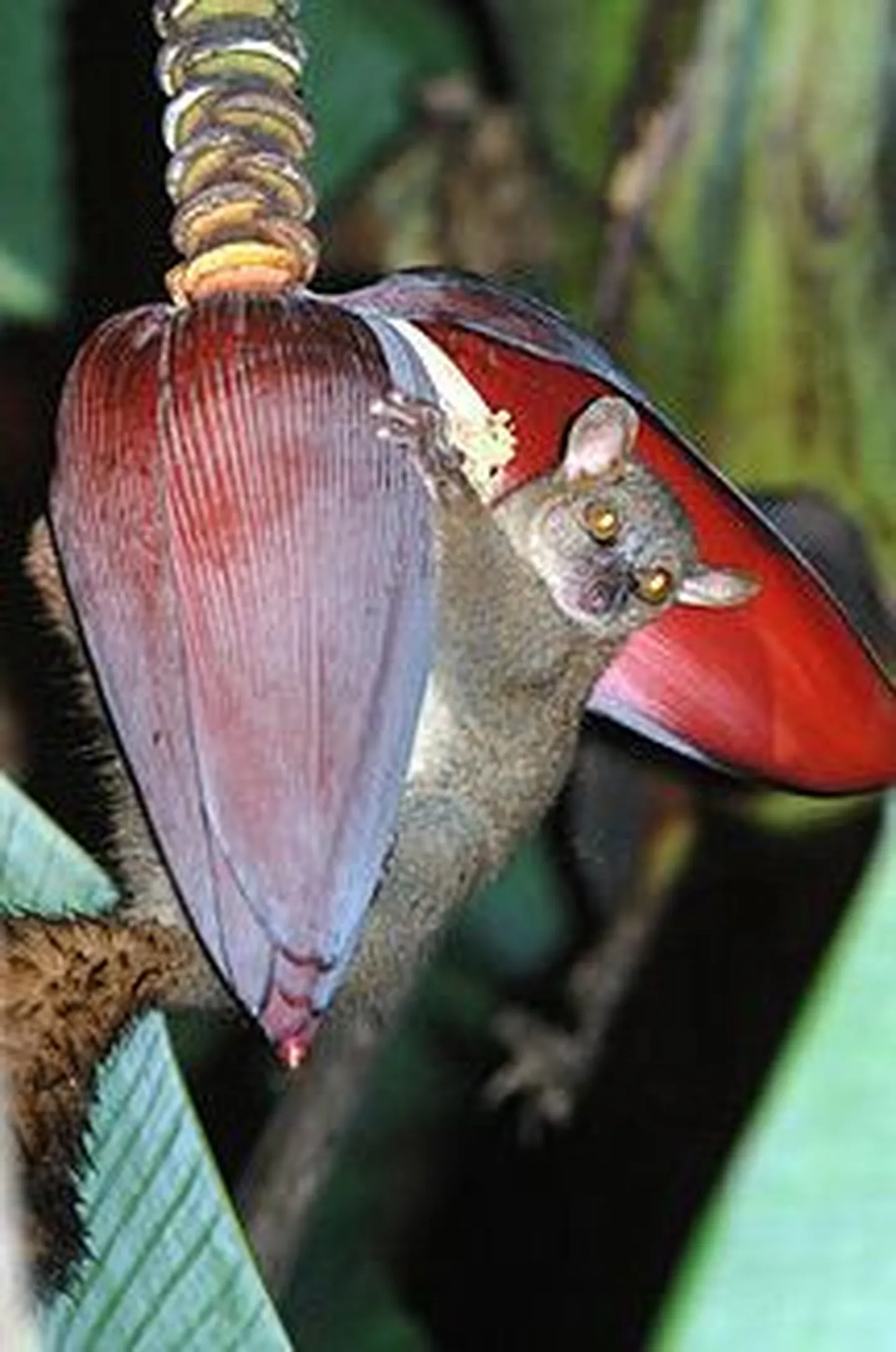 Madagaskari kääbusleemur