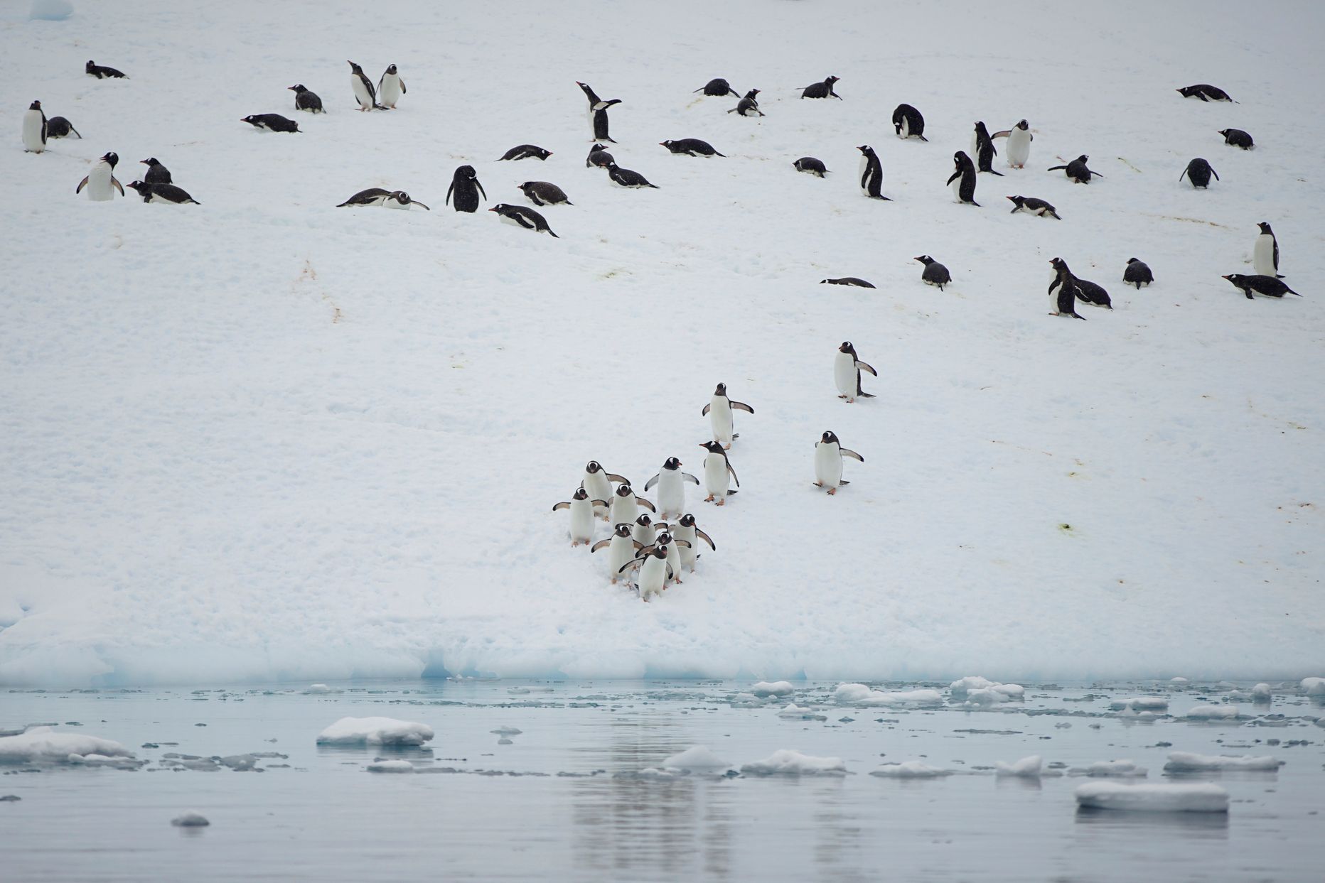 Pingvīni uz ledāja. Ilustratīvs attēls