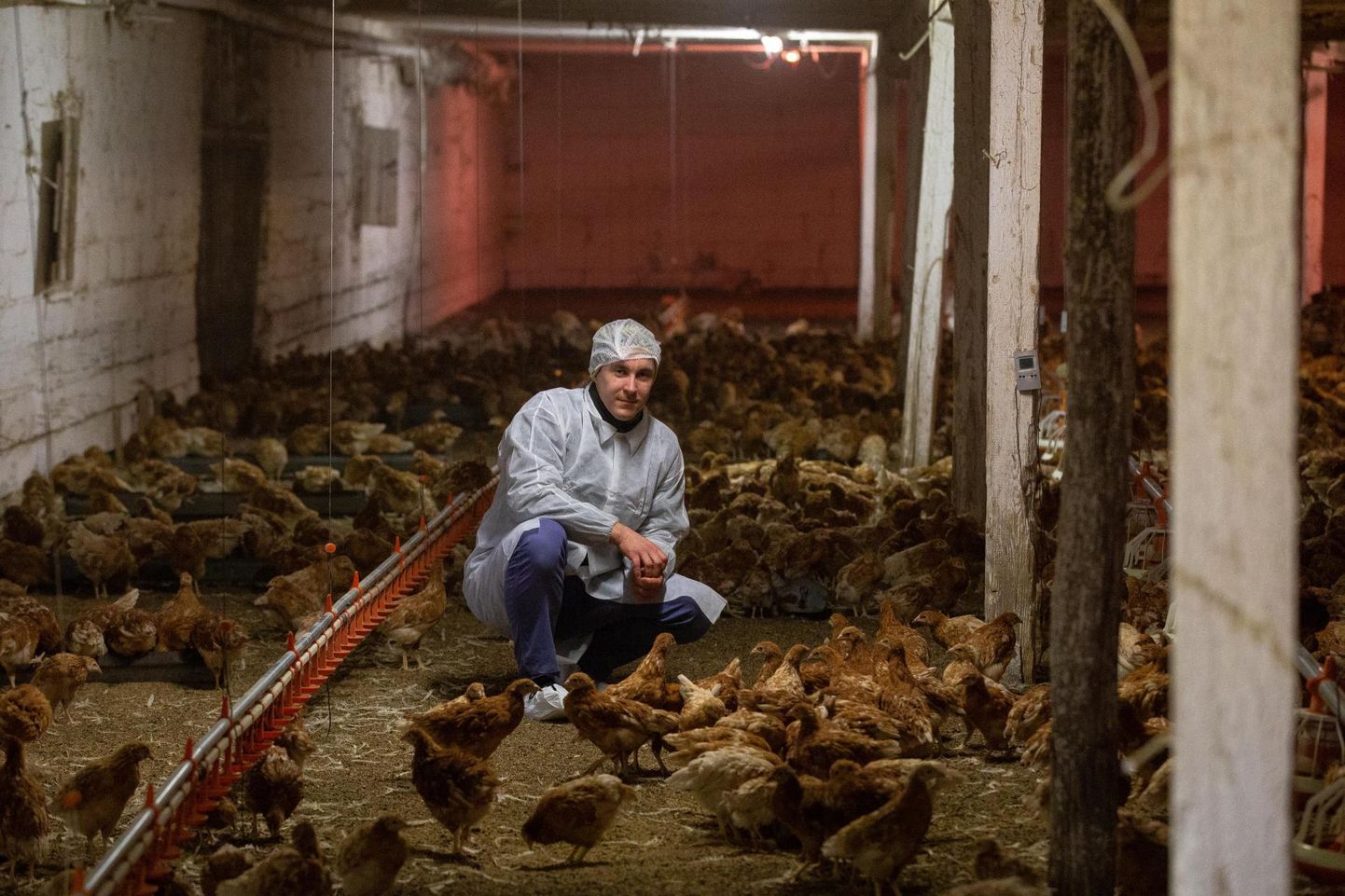 Erinevalt paljudest suurtest kanafarmidest saavad Lauri Bobrovski ettevõtte linnud vabalt ringi siblida.