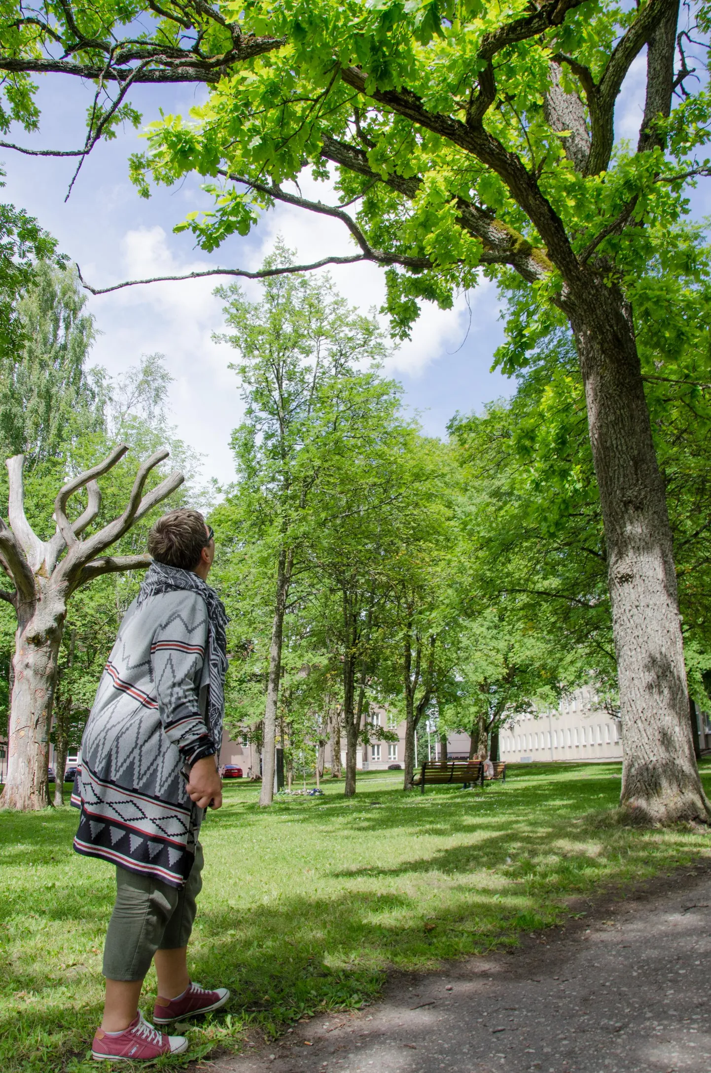 Folgi müügiplatside pealik Piret Aus ütles, et puudele on tulnud enne festivali alt üles vaadata igal aastal. Kui tavaliselt on korraldajad tegelnud ohtlike puudega oma kulul, siis seekord ootavad nad linna panust.