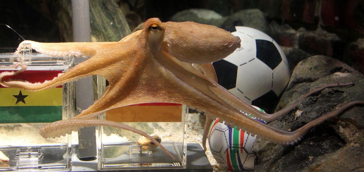 Kaheksajalg Paul ennustamas Saksamaa ja Ghana mängu