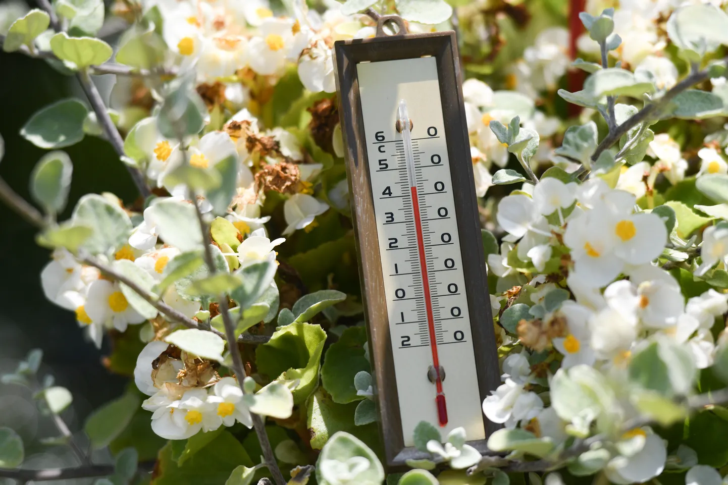 Möödunud aasta juulis mõõdeti mitmel pool Euroopas 40-kraadist ja kõrgemat temperatuuri