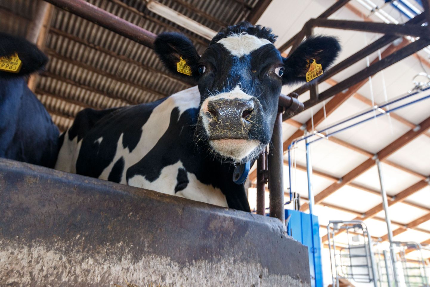Kahe piimakriisi aastaga kadus Eestist 12000 lehma.