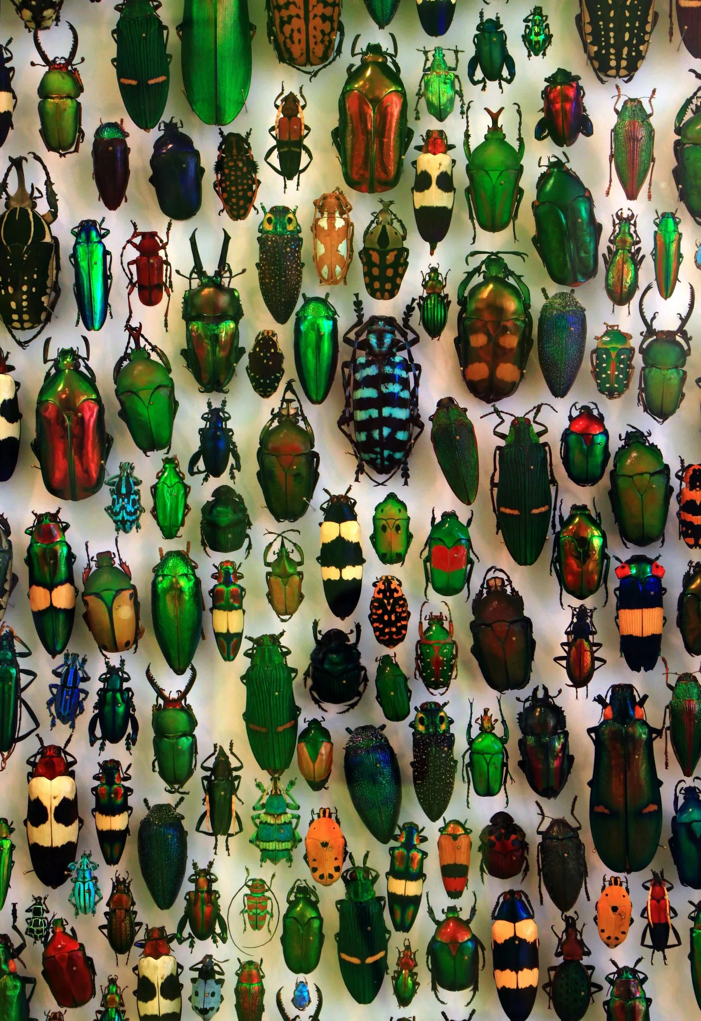 Mardikaid on kirjeldatud üle 400 000 liigi. Pildil mardikate väljapanek Saksamaal Karlsruhe riiklikus loodusmuuseumis. 