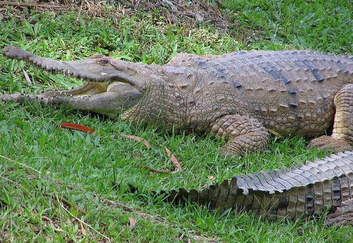 Крокодил иллюстративный