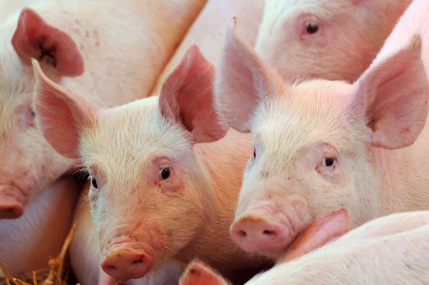 В прошлом году в связи со вспышкой АЧС Министерство сельской жизни ввело более строгие правила биобезопасности для домашних свиней.