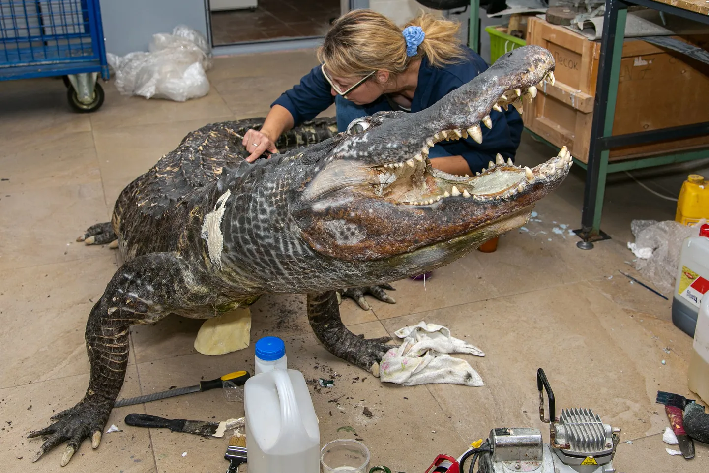 84 aasta vanuseks elatud Saturnist tehtud topis võttis koha sisse Moskva Darwini muuseumi püsinäitusel.