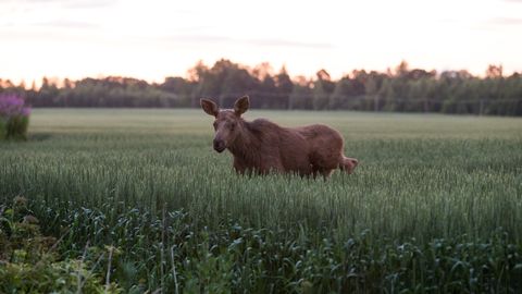 Mootorrattur sõitis Eru külas põdravasikale otsa